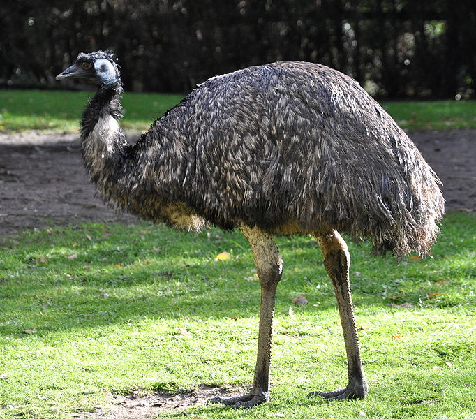 http://fernandod.com.br/images/textos/GUERRA DI EMU.jpg